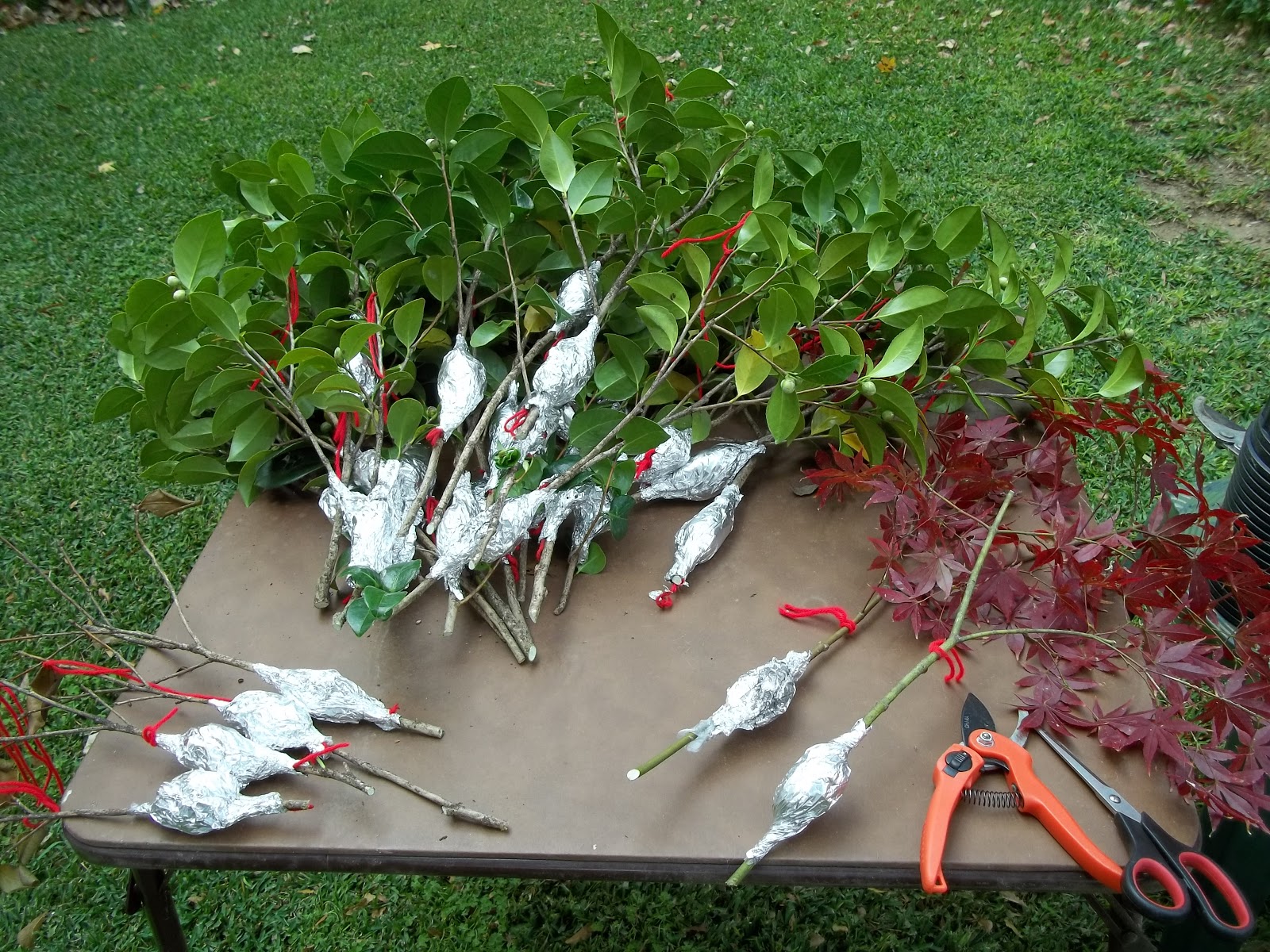 Pinewood Cottage Garden Have you had success propagating camellias?
